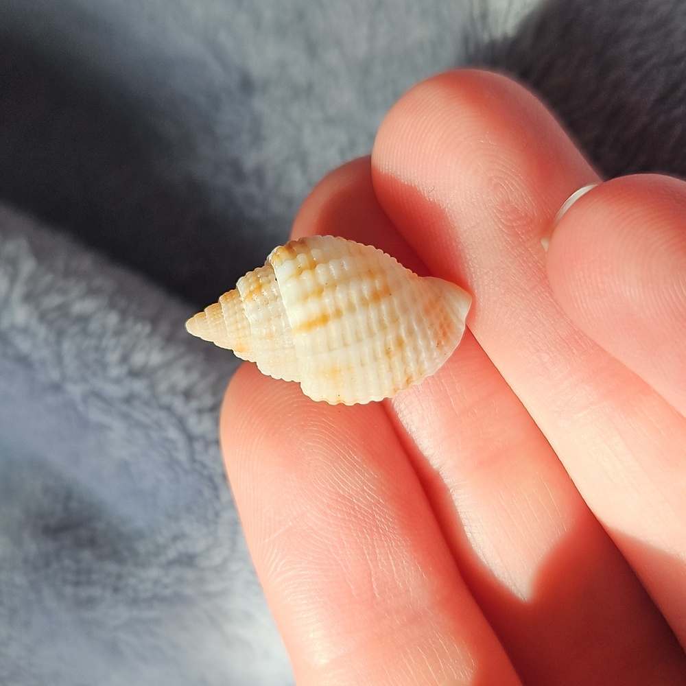 Handmade Clay Shell Accent Ring Holder with Small Seashell - Picture 3 of 3